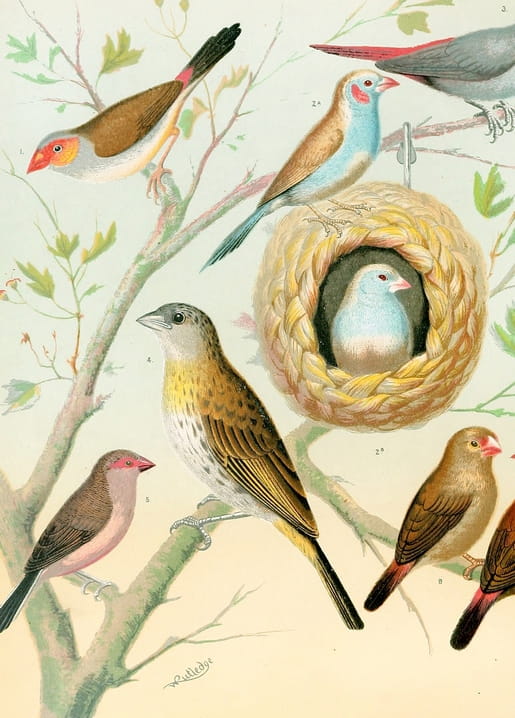 Vintage ornithological illustration of waxbills and finches perched around a woven nest, by W. A. Blakston