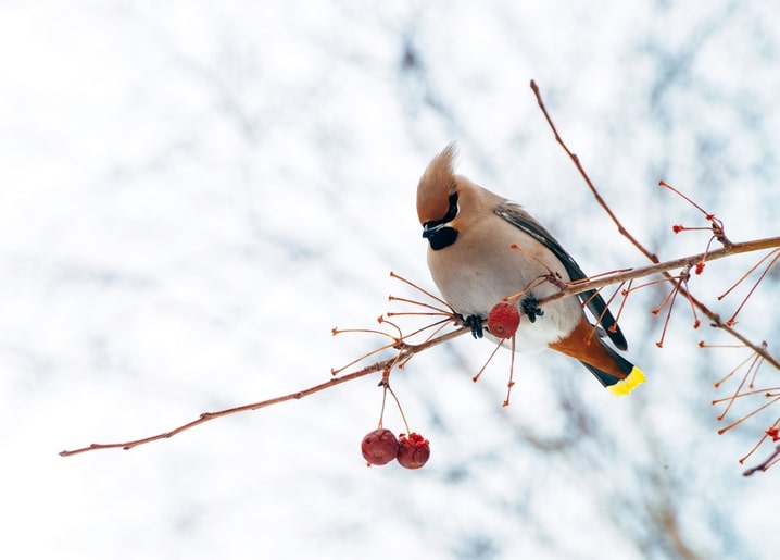 Bohemian waxwing with a crest perched on a frosty branch with red berries