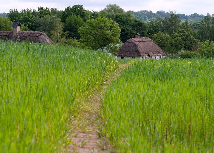 Pfad durch ein grünes Weizenfeld zu einem Haus mit Reetdach