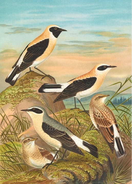 Four wheatears with black masks on rocky grassland, vintage ornithological illustration