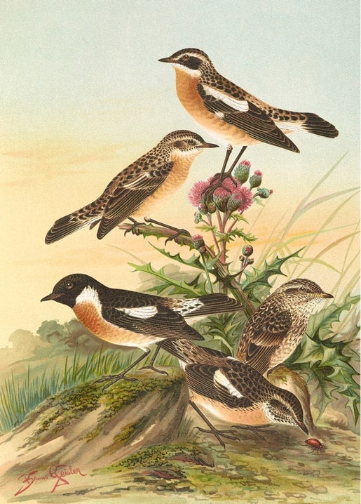 Whinchats and a stonechat perched on a flowering thistle, vintage ornithological illustration