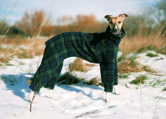 Whippet in a dark green tartan coat standing on a snowy field among dry grass