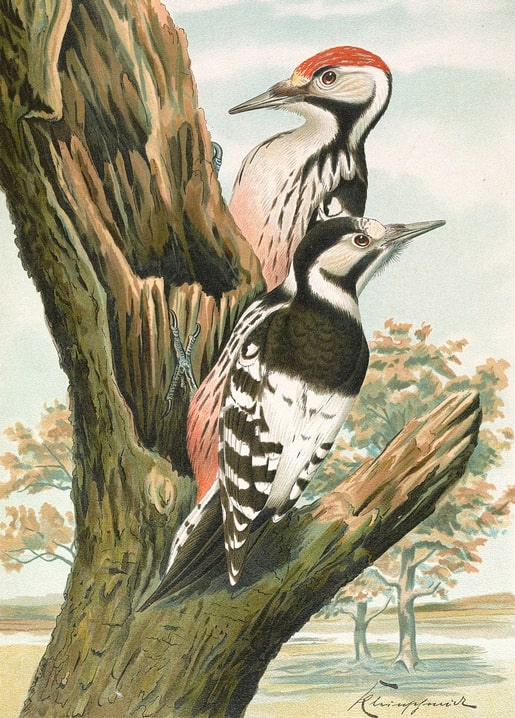 Vintage illustration of two white-backed woodpeckers on a hollow tree trunk