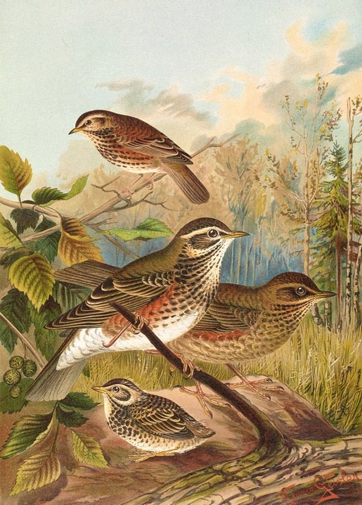 Family of White-browed Thrushes on a branch in an autumn forest with berries, vintage illustration