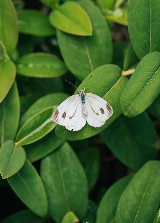 Small white butterfly with grey-brown wingtip markings resting on a glossy green leaf.