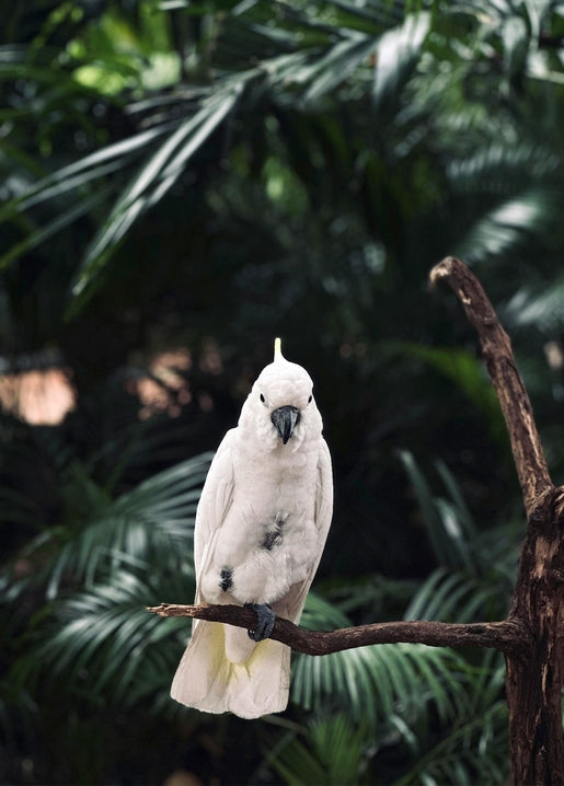 White cockatoo with raised crest perched on a bare branch amid tropical palm leaves