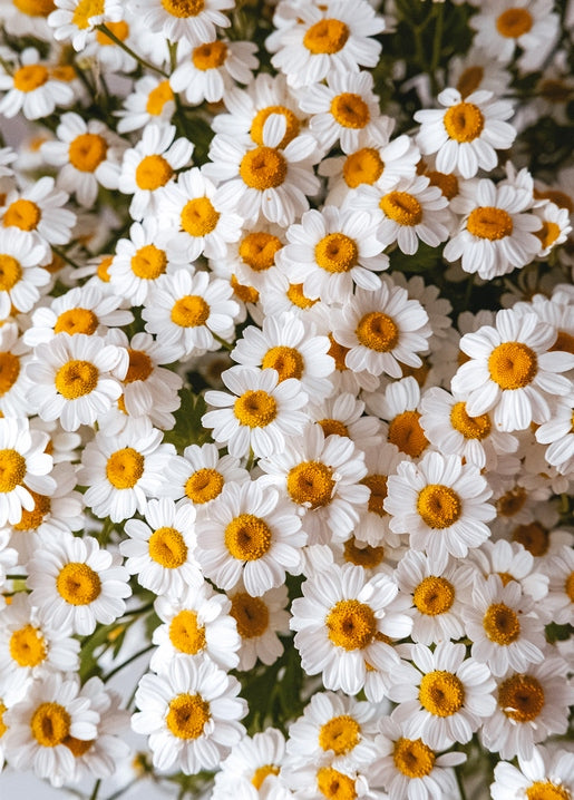 Dense cluster of white daisies with golden centers filling the frame