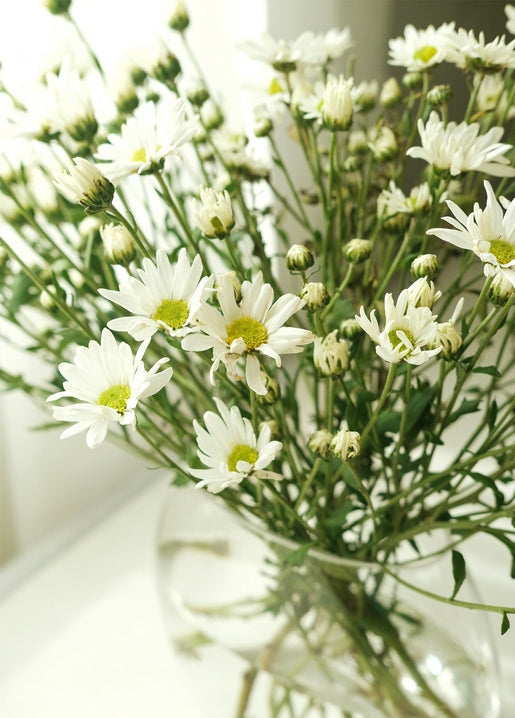 White daisies with yellow centres in a round glass vase by a window