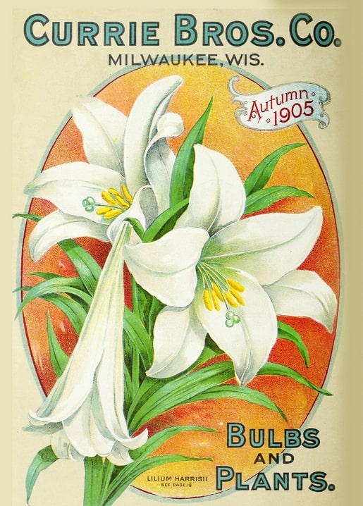 Vintage Currie Bros. bulb catalog cover with white Easter lilies against an orange background