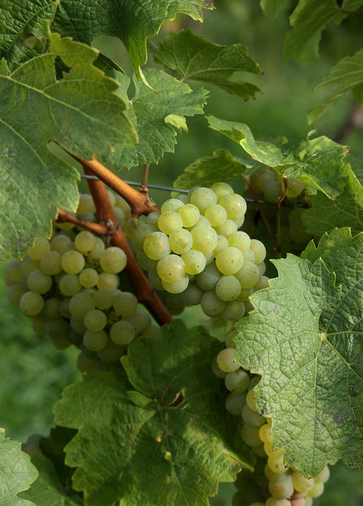Cluster of pale green grapes hanging on the vine among leaves