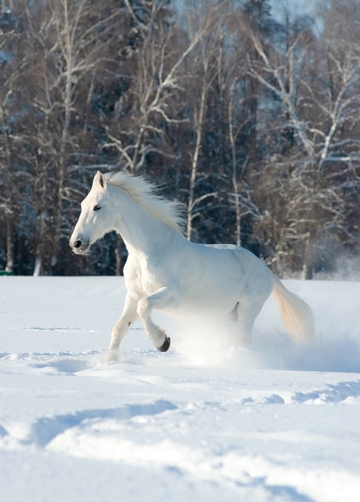 White horse galloping through deep snow in front of frosted winter trees