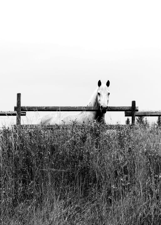 White horse looking over a wooden fence from a field of tall grass, black-and-white photograph.