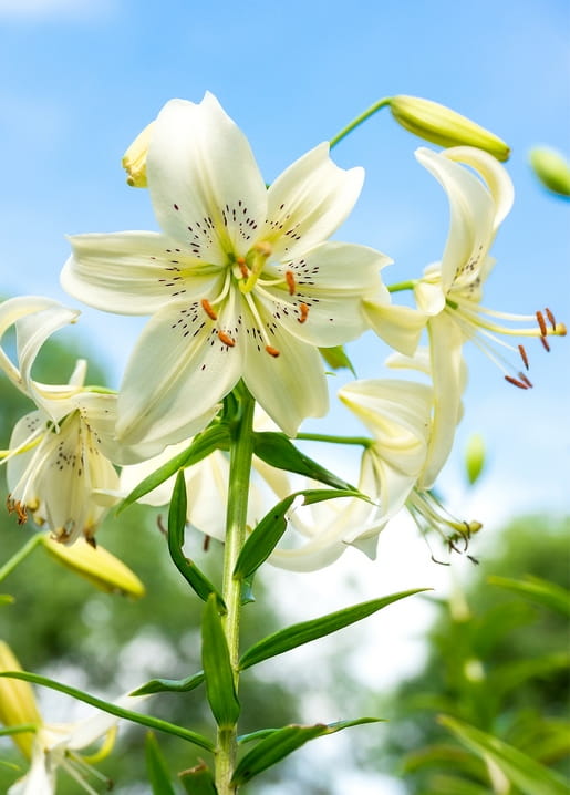 Weiße Asiatische Lilienblüten mit gesprenkelter Mitte vor blauem Sommerhimmel