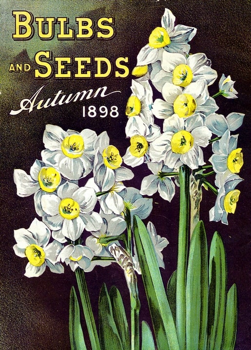 White paperwhite narcissus bouquet with golden centers on black background, 1898 seed catalog cover