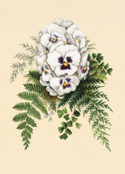 Illustration weißer Stiefmütterchen mit violetten Mitten und Farnzweigen