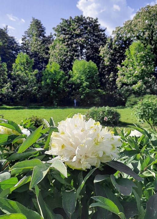 White peony in full bloom at Hryshko Botanical Garden, Kyiv, with meadow and trees behind