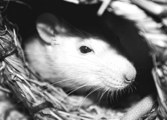 Close-up black-and-white photo of a white rat peeking from a woven straw nest
