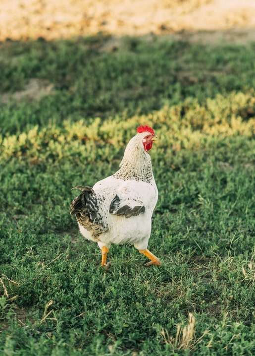 Weißer Hahn mit rotem Kamm läuft durch frisches grünes Gras