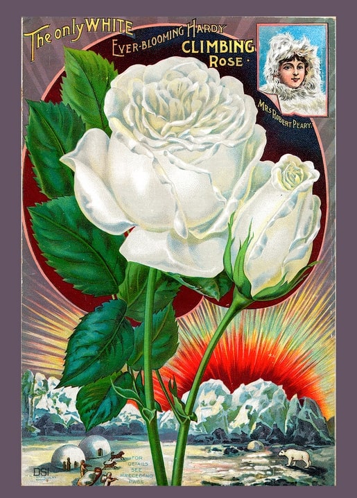 Antique nursery ad: white climbing rose ‘Mrs. Robert Peary’ over an Arctic sunset scene
