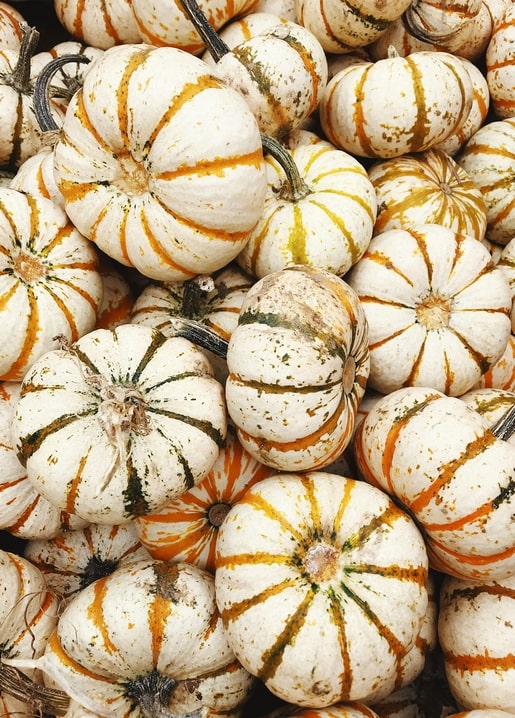 Haufen kleiner weißer Kürbisse mit orange-grünen Streifen