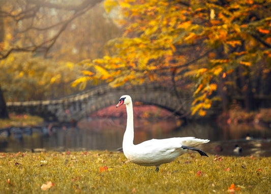 Weißer Schwan im Gras am Teich mit goldenem Herbstlaub und einer Steinbrücke