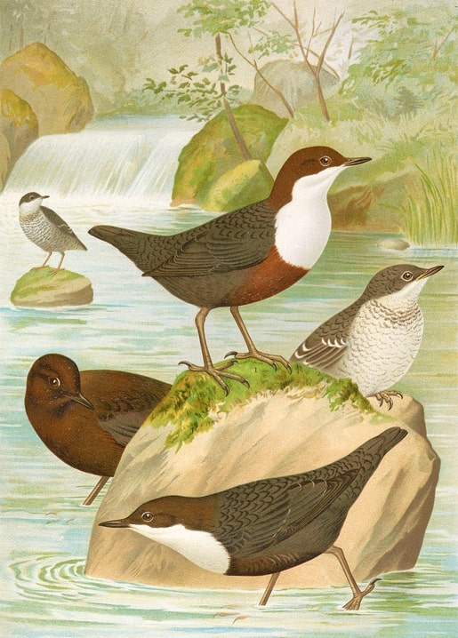 Four white-throated dippers on a mossy rock beside a rushing waterfall, vintage illustration.