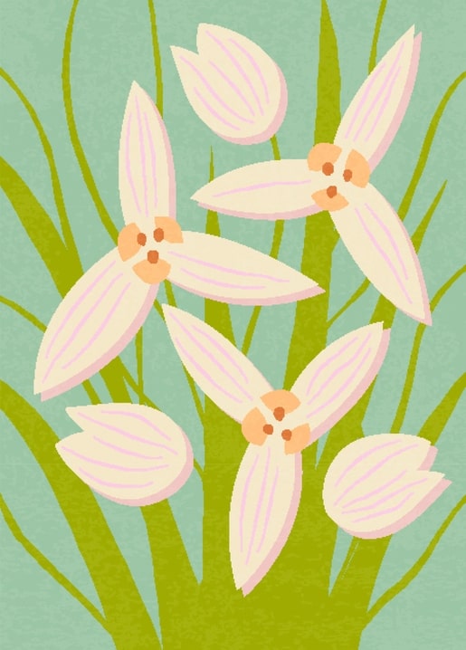 Pale ivory tulip blossoms with pink veining and peach centers on a seafoam-green background