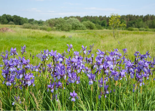 Cluster of wild purple irises blooming in a tall-grass meadow