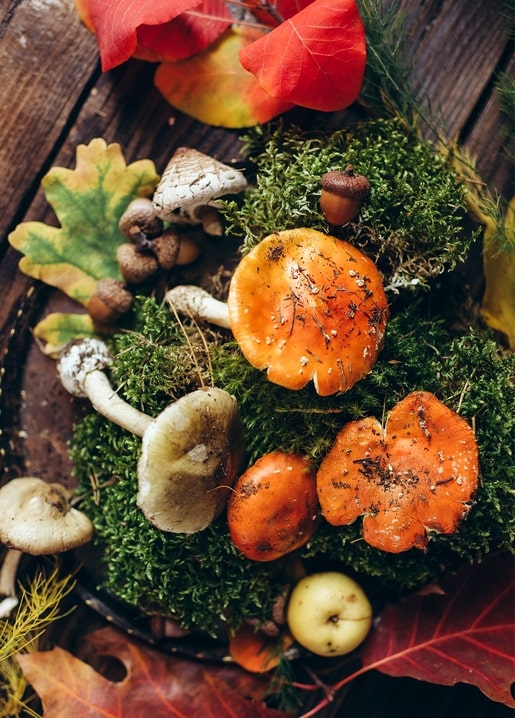 Wilde Pilze und Eicheln auf grünem Moos mit rotem und gelbem Herbstlaub