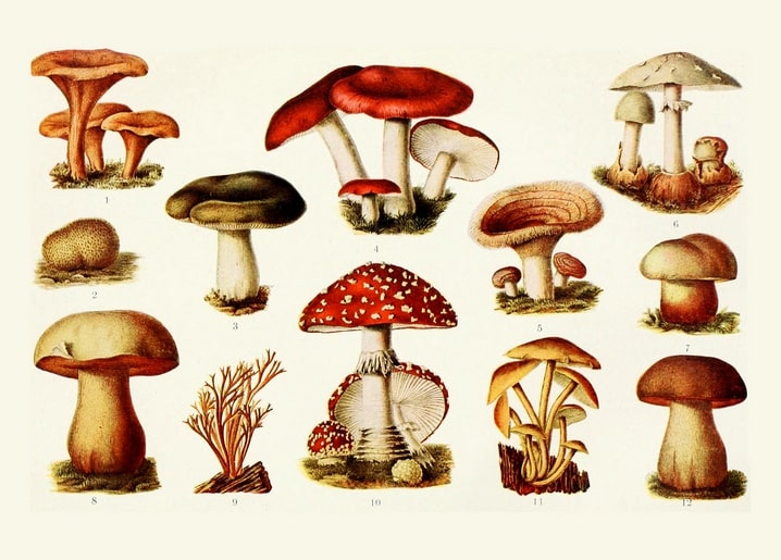 Vintage mycology chart of twelve wild mushroom species including fly agaric and chanterelle