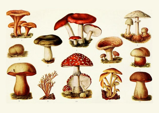 Vintage mycology chart of twelve wild mushroom species including fly agaric and chanterelle