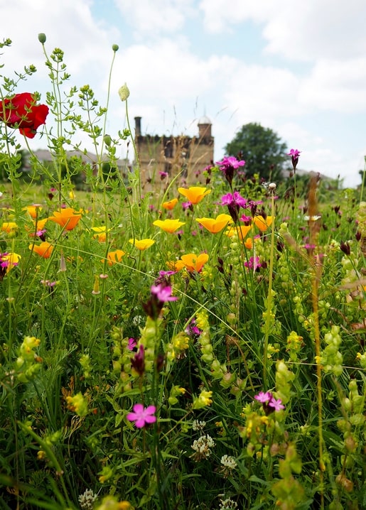 Orange poppies and pink campion in a wild meadow with a hazy old manor behind