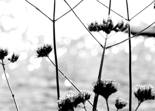 Dried wildflower heads in silhouette against sparkling water, black and white