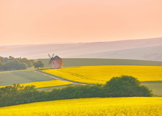 Alte Windmühle in einem goldenen Rapsfeld vor rosa Sonnenuntergangshimmel