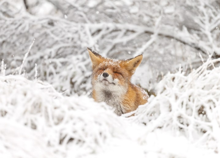 postcard winter and christmas day photo