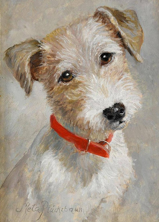 Wire-haired terrier with a red collar gazing calmly against a grey background