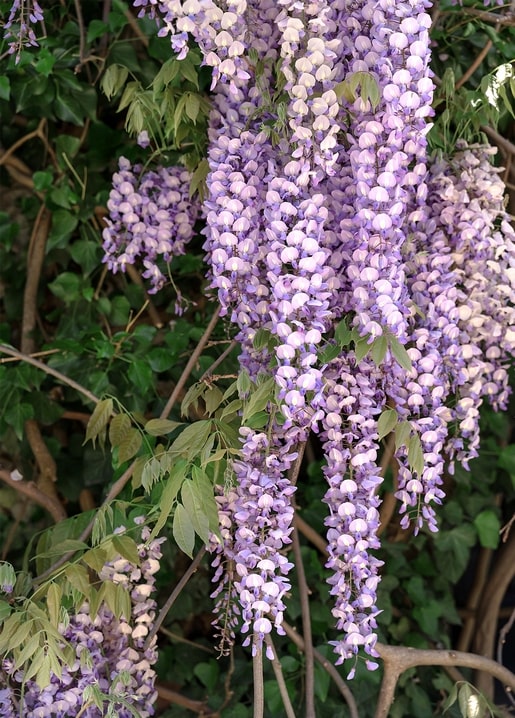 Cascading clusters of purple wisteria blossoms hanging among green leaves