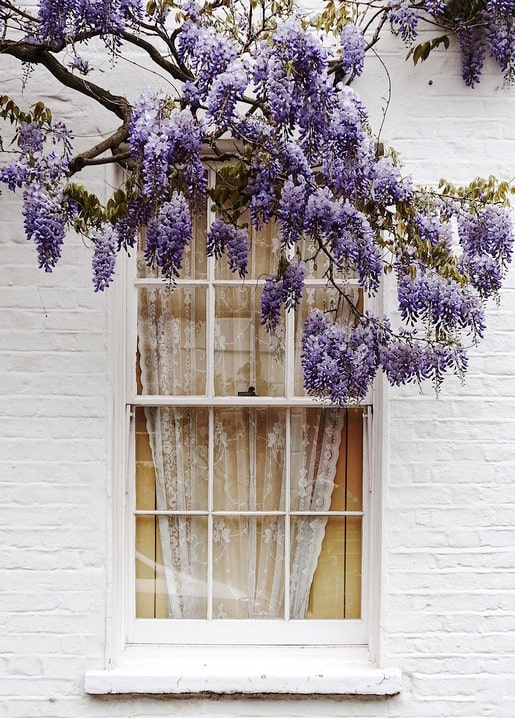 White window with lace curtain framed by cascading purple wisteria blossoms