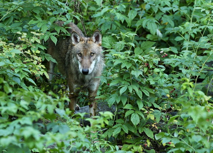 Grauer Wolf blickt aus Himbeergestrüpp im Sommerwald