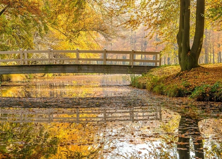 Wooden footbridge over a still pond reflecting golden autumn trees