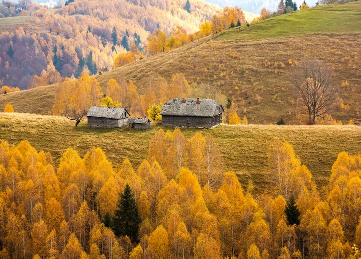 Zwei Holzhütten auf einem Hügel inmitten goldener herbstlicher Birken
