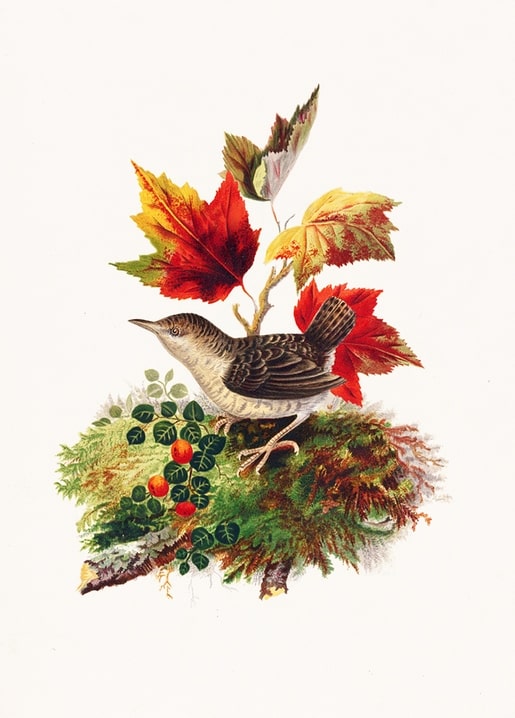 Vintage illustration of a wren on moss among red and gold maple leaves