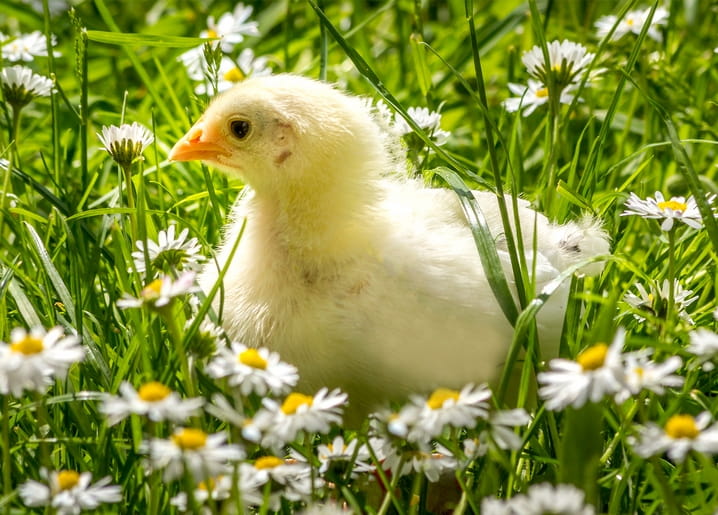 Fluffy yellow chick with an orange beak peeking through daisies and grass
