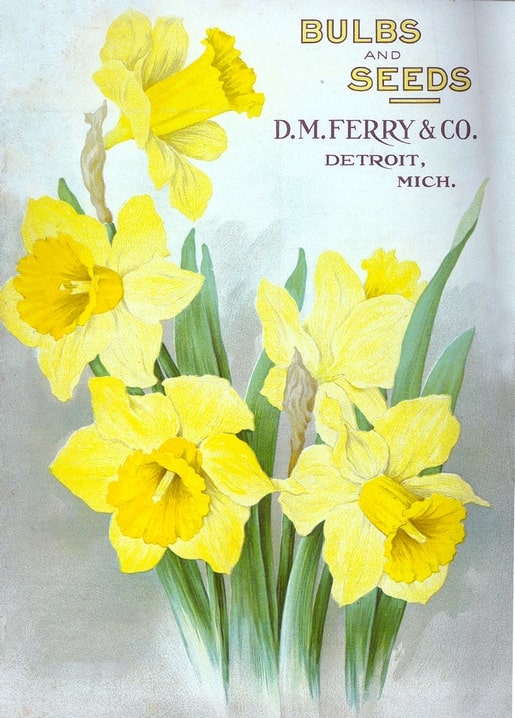 Cluster of golden daffodils in full bloom, D.M. Ferry & Co. bulb catalog cover reproduction