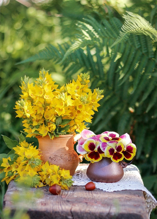 Yellow blooms and pansies in clay pots with ferns and chestnuts on a bench