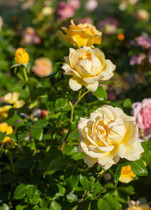 Close-up of blooming yellow garden roses with pink flowers blurred behind