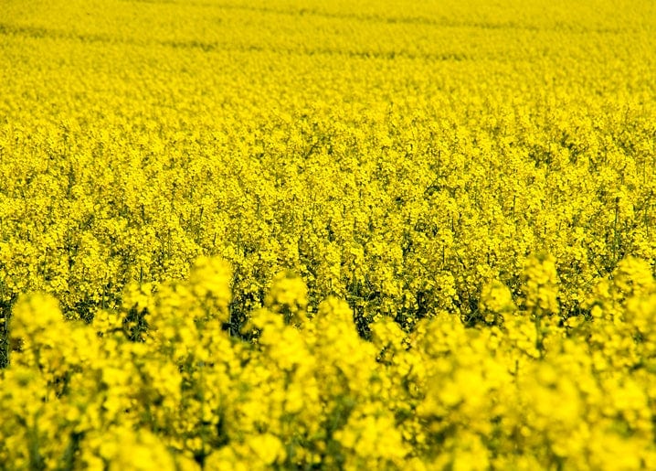 Крупний план квітучого жовтого поля ріпаку, що тягнеться до горизонту