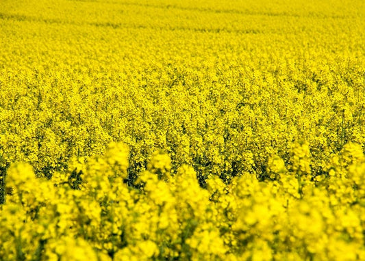 Close-up of a blooming yellow rapeseed field stretching to the horizon
