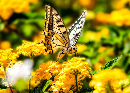 Yellow swallowtail butterfly with spread wings on small yellow flowers