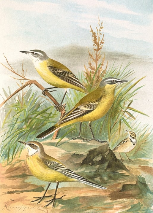Vintage illustration of three Yellow Wagtails among riverside grass and stones